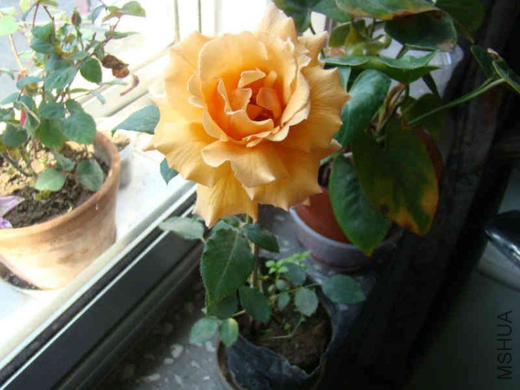 DSC04641.JPG