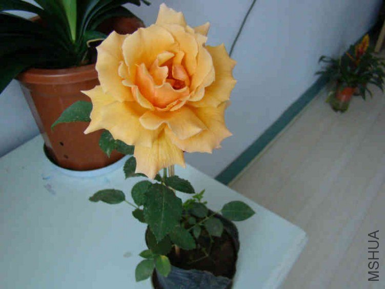 DSC04645.JPG