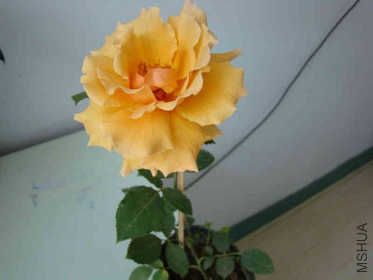 DSC04650.JPG