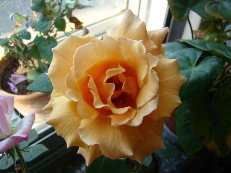 DSC04640.JPG