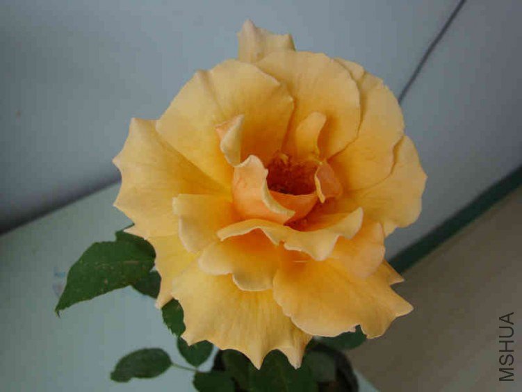 DSC04651.JPG