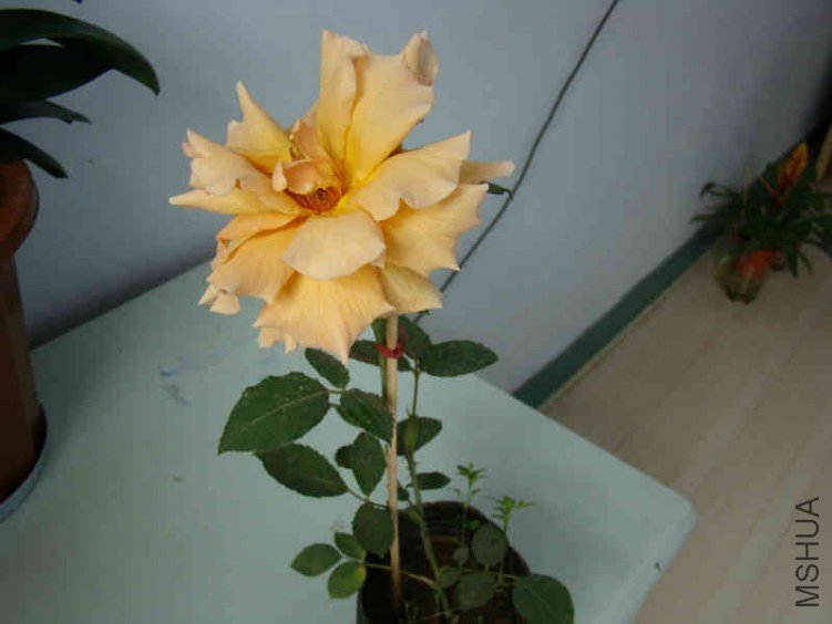 DSC04661.JPG