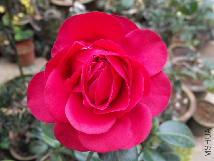 DSCF2517.JPG