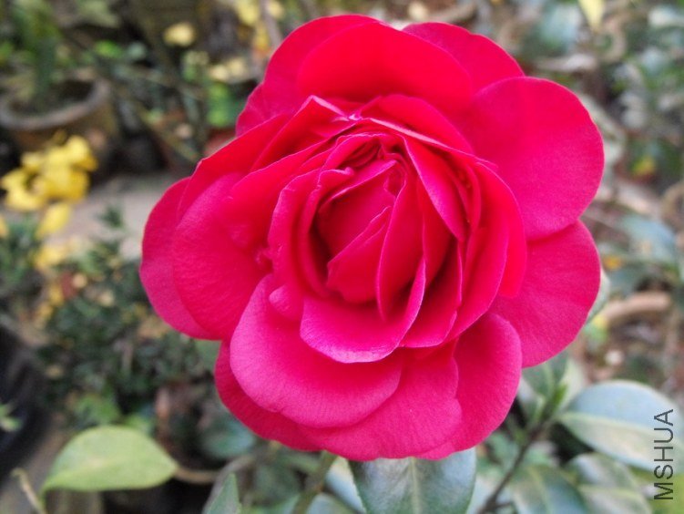 DSCF2533.JPG