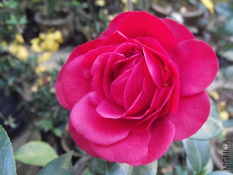 DSCF2534.JPG