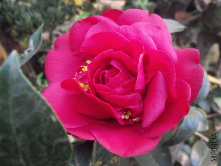 DSCF2535.JPG
