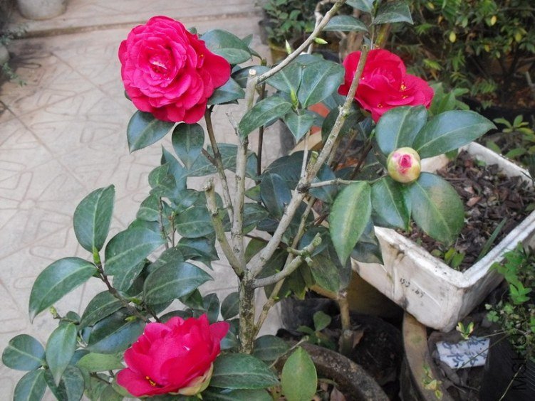 DSCF2536.jpg