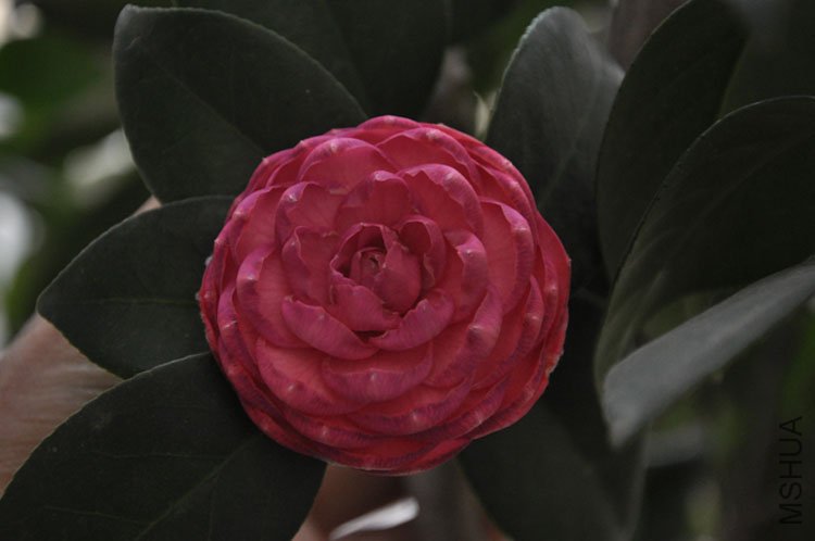 DSC_0447.jpg