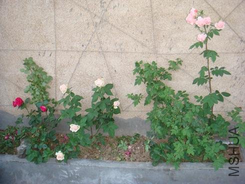 DSC03901.JPG