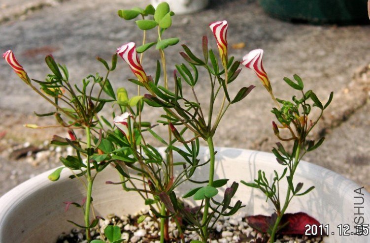 PICT0013.JPG