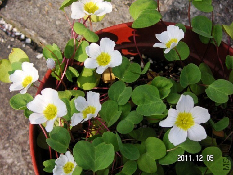 PICT0004.JPG