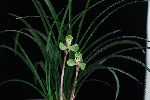 201131518263_4c07ce03.jpg