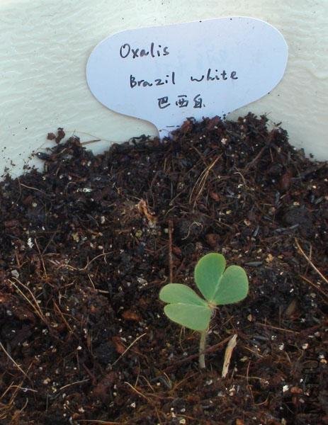 20111203-����oxalis brazil white_2.jpg