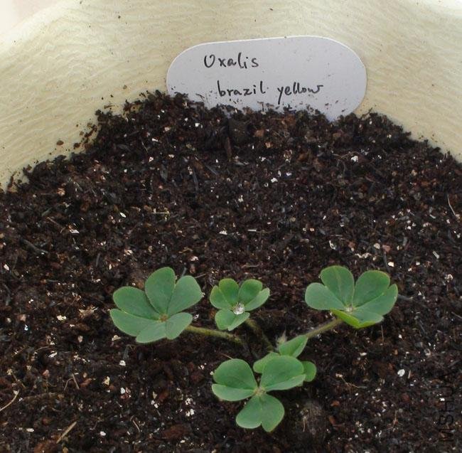 20111203-����oxalis brazil yellow_2.jpg