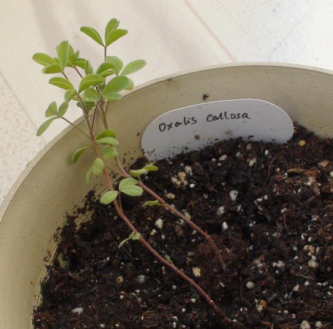 20111203-����oxalis callosa_2.jpg