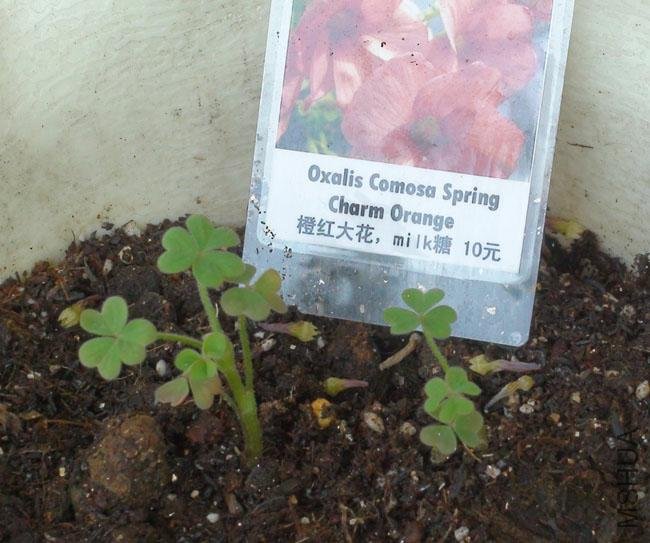 20111203-����oxalis comosa spring charm orange_2.jpg