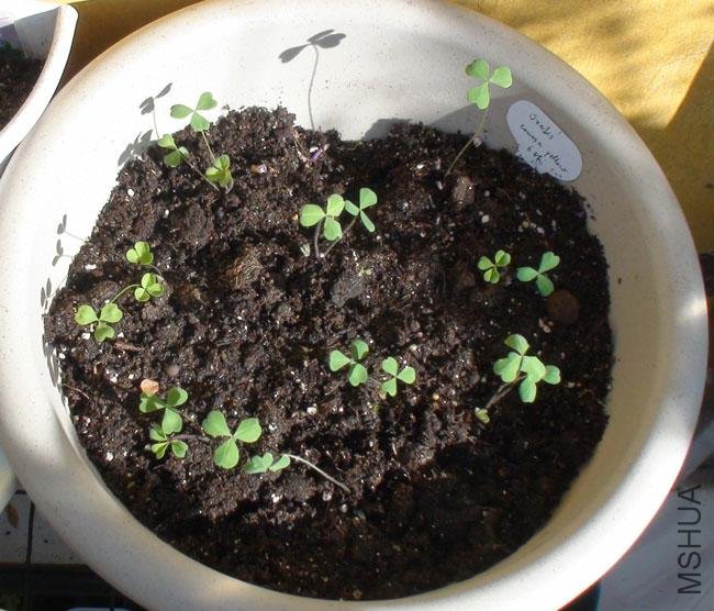 20111203-����oxalis comosa yellow2_2.jpg