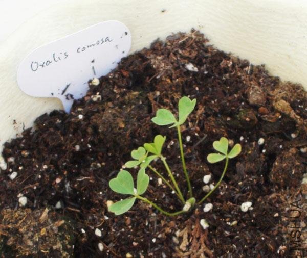20111203-����oxalis comosa_2.jpg