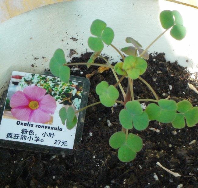 20111203-����oxalis convexula_2.jpg