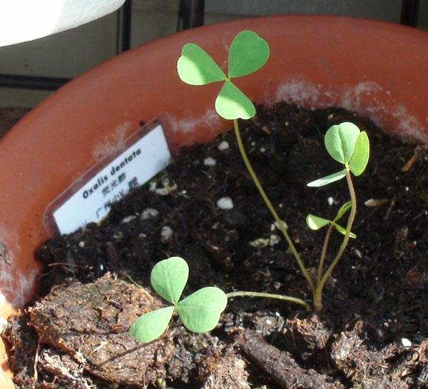 20111203-����oxalis dentata_2.jpg