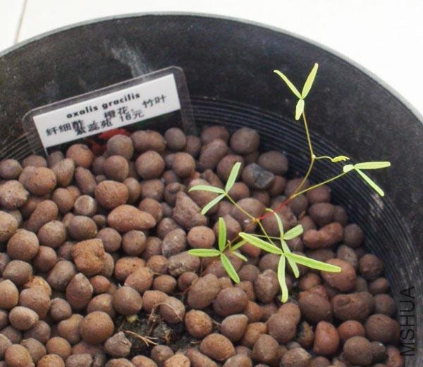 20111203-����oxalis gracilis��ϸ��_2.jpg