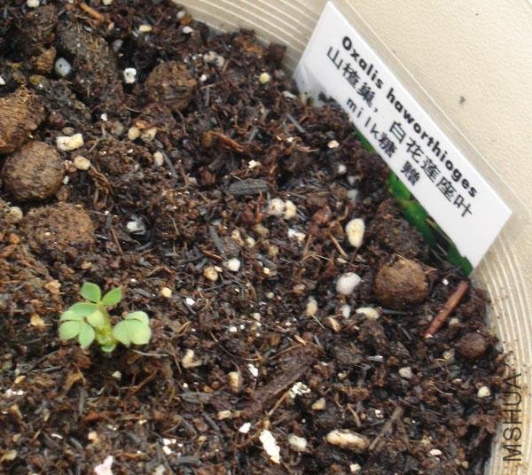 20111203-����oxalis haworthioges_2.jpg