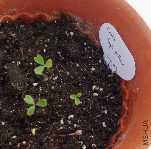 20111203-����oxalis high yellow_2.jpg