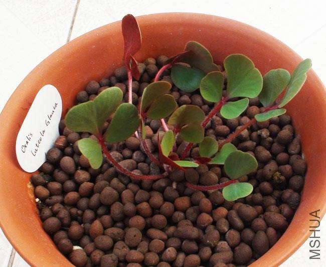 20111203-����oxalis luteola glanca2_2.jpg