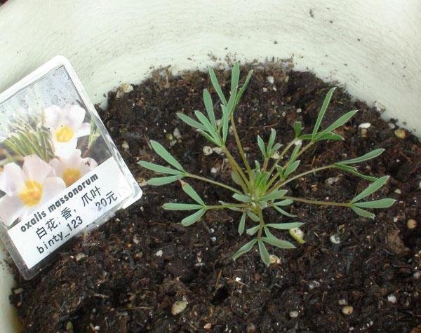 20111203-����oxalis massonorum_2.jpg