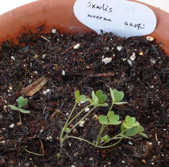 20111203-����oxalis moeran_2.jpg