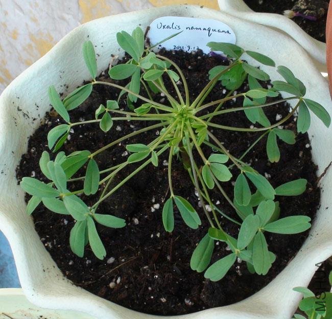 20111203-����oxalis namaquana_2.jpg