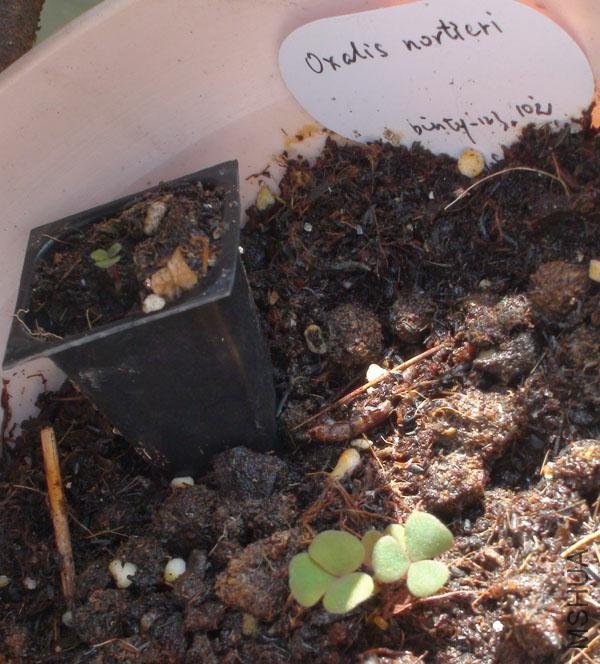 20111203-����oxalis nortieri2_2.jpg
