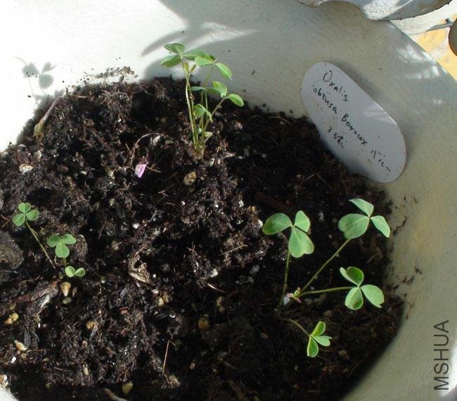 20111203-����oxalis obtusa baroux �٥�_2.jpg