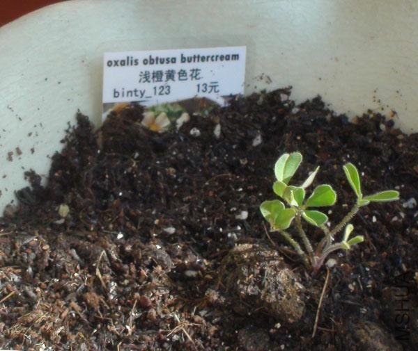 20111203-����oxalis obtusa buttercream_2.jpg