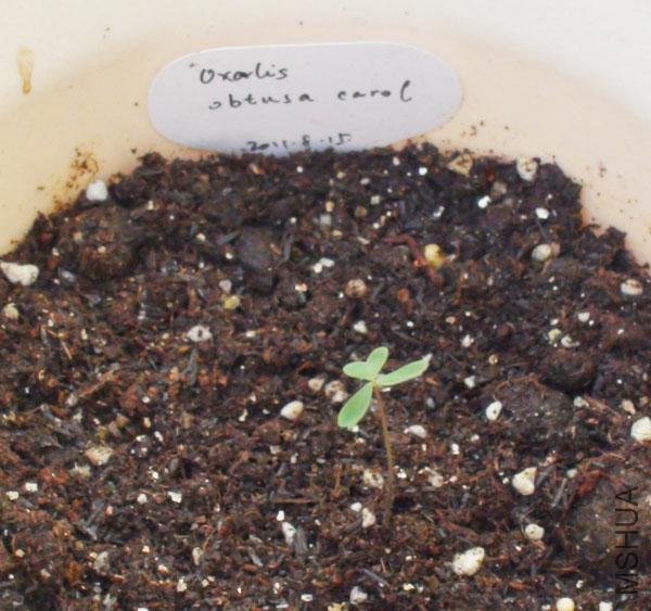 20111203-����oxalis obtusa carol_2.jpg