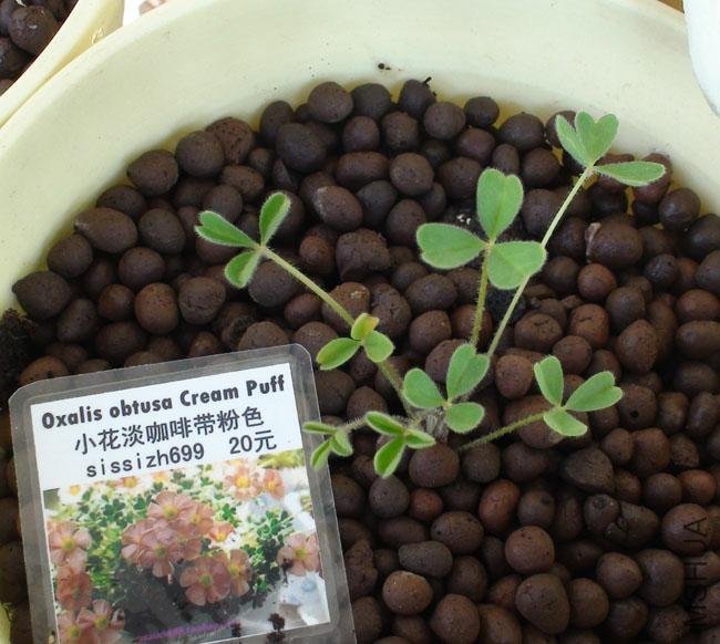 20111203-����oxalis obtusa cream puff_2.jpg