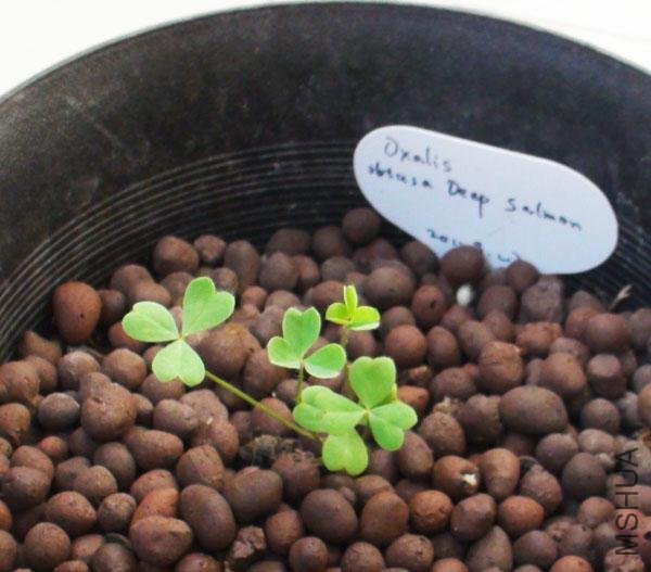 20111203-����oxalis obtusa deep salmon_2.jpg