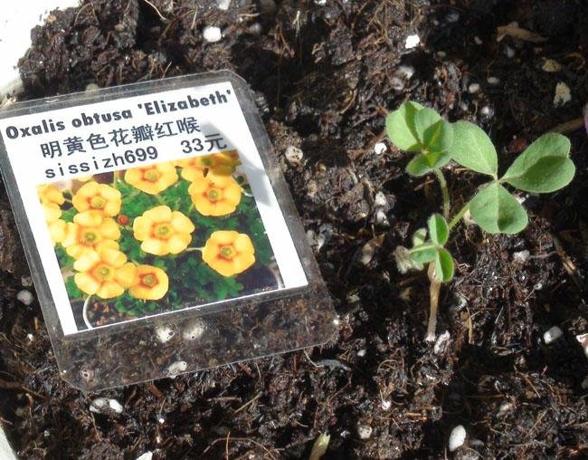 20111203-����oxalis obtusa elizabeth_2.jpg