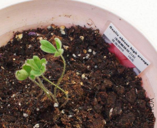 20111203-����oxalis obtusa high orange_2.jpg