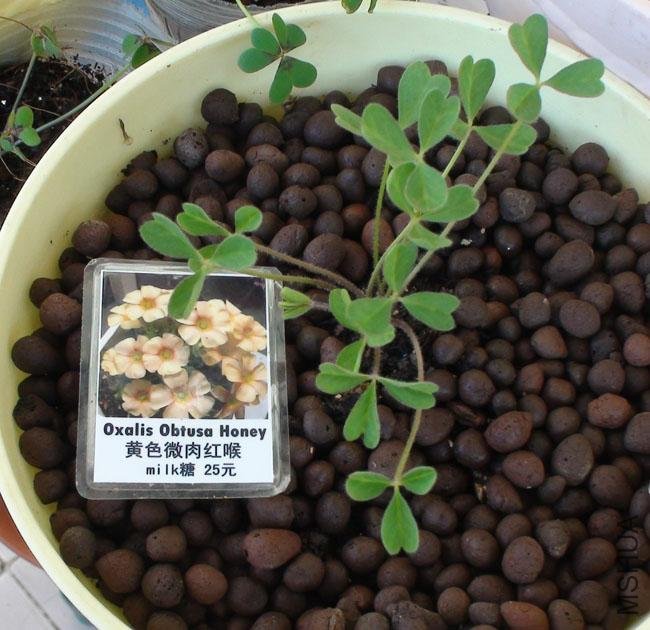 20111203-����oxalis obtusa honey_2.jpg