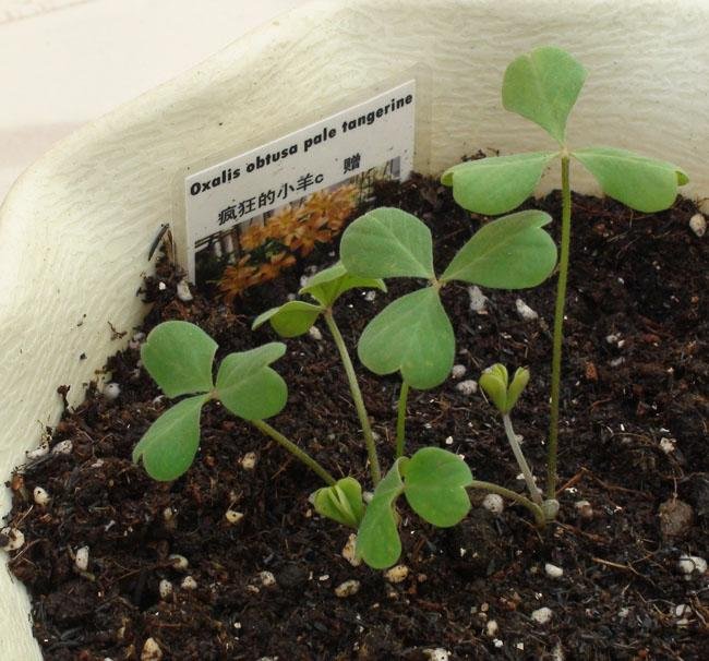 20111203-����oxalis obtusa pale tangerine_2.jpg