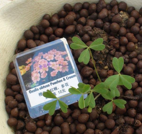20111203-����oxalis obtusa peaches & cream_2.jpg