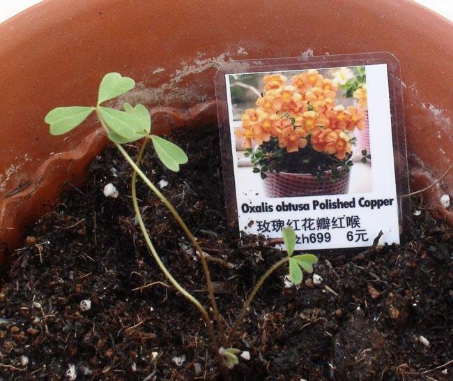 20111203-����oxalis obtusa polished copper_2.jpg