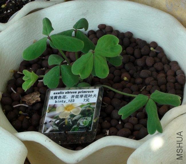 20111203-����oxalis obtusa primrose_2.jpg