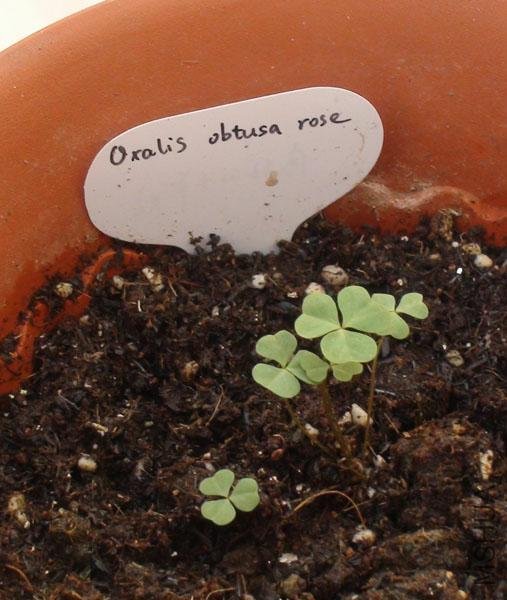 20111203-����oxalis obtusa rose_2.jpg
