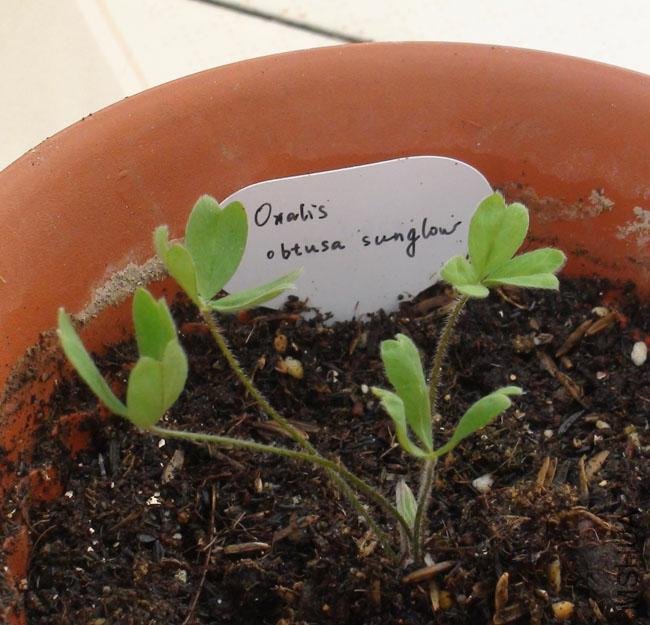 20111203-����oxalis obtusa sunglow_2.jpg