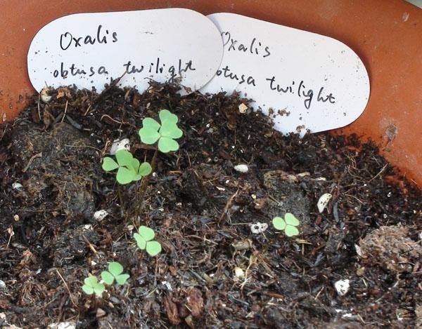 20111203-����oxalis obtusa twilight_2.jpg