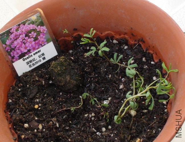 20111203-����oxalis omar_2.jpg