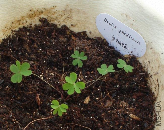 20111203-����oxalis perdicaria_2.jpg