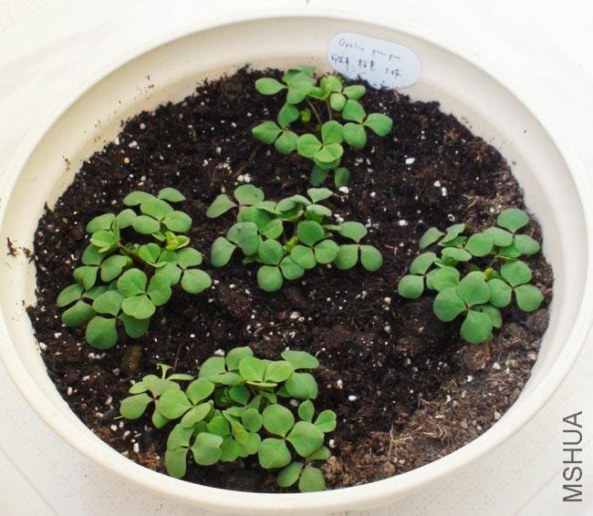 20111203-����oxalis pompom_2.jpg